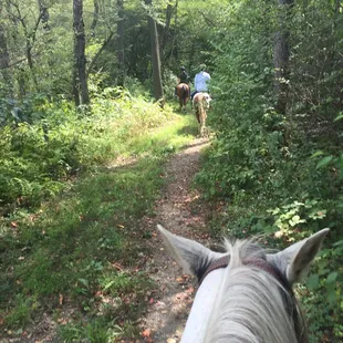 On the trail!