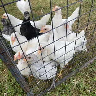 Chickens only a couple weeks old