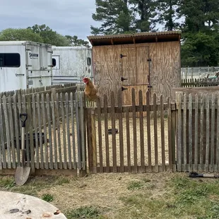 Chicken guarding the goats gate.
