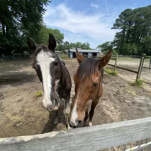 Bigsby and Vinny always on guard watching everyone at the farm.