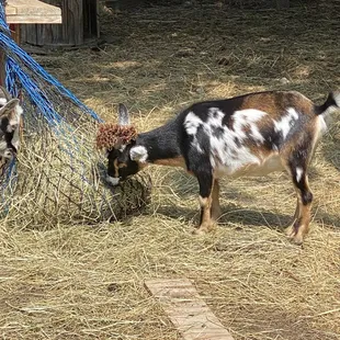 Silly goat, managed to get a pinecone stuck between its horns.