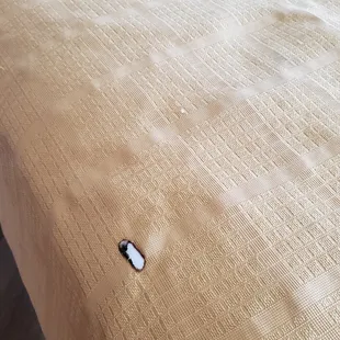 burn hole in bedspread (this was supposed to be a non smoking room, it stank of stale smoke).