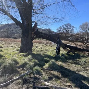 Beautiful fallen tree
