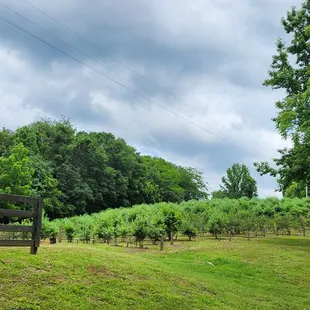 the vineyards