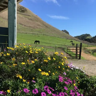 21 large turnouts during the 6 months of green grass!