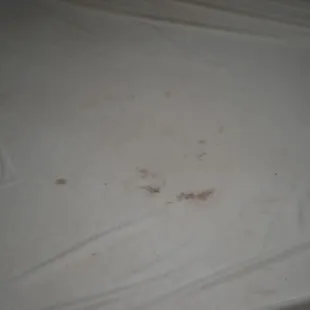 This was what we found under the thin bed cover