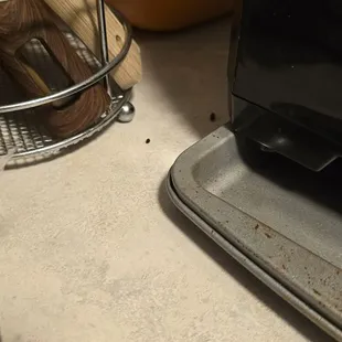 Rat feces all over counter in kitchen.