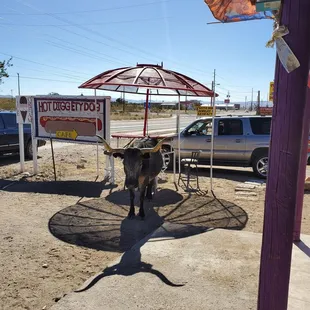 The adorable cow outside