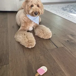 Pictures of dogs everywhere! We sent her a picture of our dog for the wall.