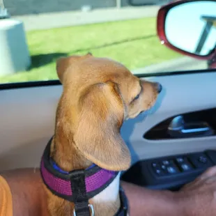 Rocky is waiting in anticipation for his pup cup!!