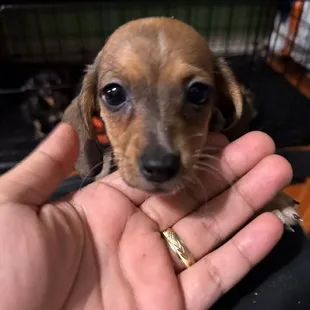 Rocky says "Hi everyone, get the pup cup for your little guy too".