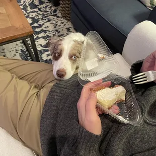 Hank the Aussie giving Dad his best puppy dog eyes