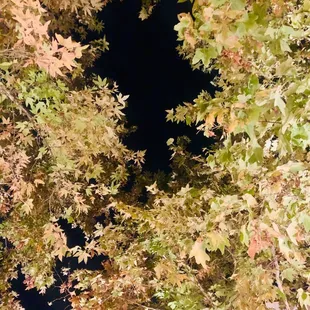 I love the canopy of trees here! So beautiful to sit under the trees in both the day and the evening.