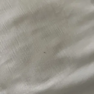 Ants on bed