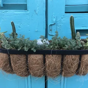 Cute window boxes