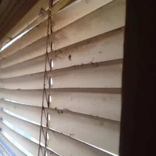 Thick gross scummy dust that has been on this for months