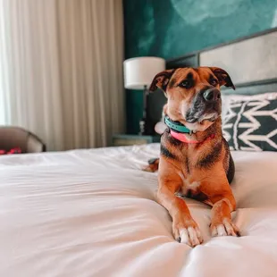 Literally thought about just chilling in the room it was so cozy