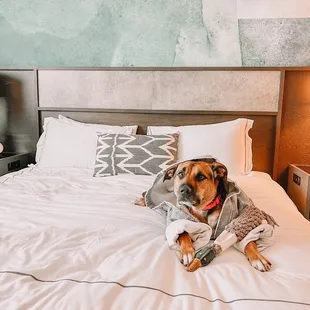 Dogs pretty much rule the roost here