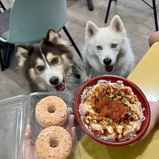Salmon with rice for the dogs and seared salmon for me.
