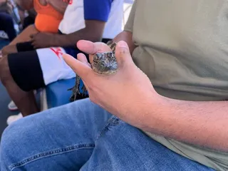 Cajun Style Swamp Tours