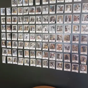 Pics of dogs who I guess come in with their owners