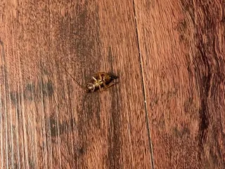 El Tropico 1 Restaurant