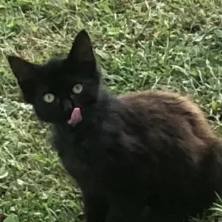 F C.