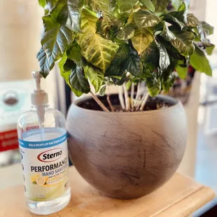 a potted plant and a hand sanitizer