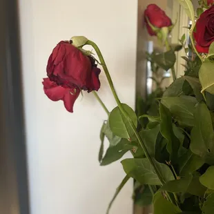 Dead after 2-3 days of having them delivered