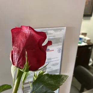 This was most of the roses