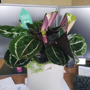 Gorgeous houseplant!!!!