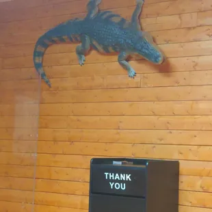 Yup that's an alligator