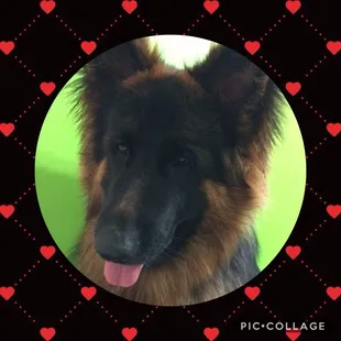 If you have a large dog they will quote you $140-$150 but will charge you $201