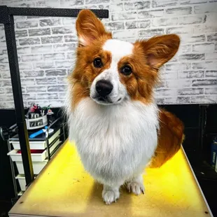 All the corgi feels!  SWOON