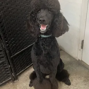 Simba is all smiles as he poses for a quick photo after his groom.  Isn't he handsome?