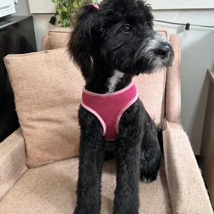 Sweet Lacy got her very first groom and we couldn't get enough of her!  She is the cuddliest girl.  We look forward to watching her grow.