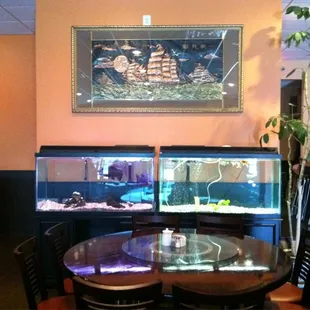 Fish tanks and decor