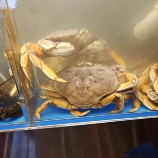 One pissed off crab