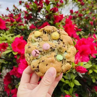 Easter chocolate cookies