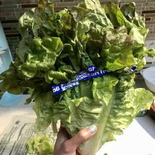 Red leaf lettuce bunch! So bountiful and beautiful. $1.99 (not organic)