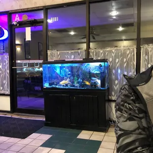 Pretty fish tank