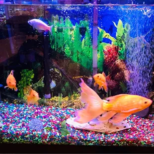 Calming aquarium :)