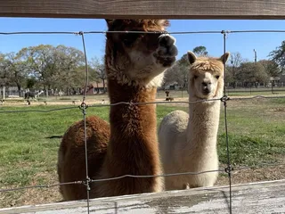 Nana's pacas