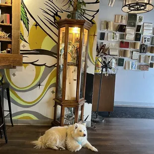 Cute dog
