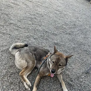 dog friendly patio