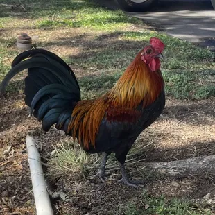 Streetside mascot at Ben Franklin house of crafts