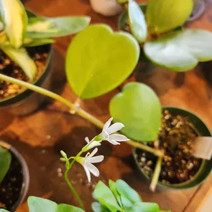 a variety of houseplants