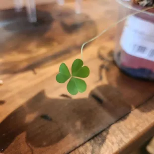 a four leaf clover