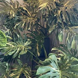 Giant Thai monstera