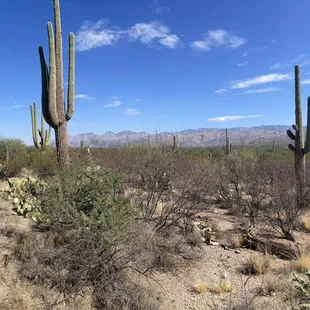 Surrounded by the beauty of the desert with the view of the mountains! Just stunning!